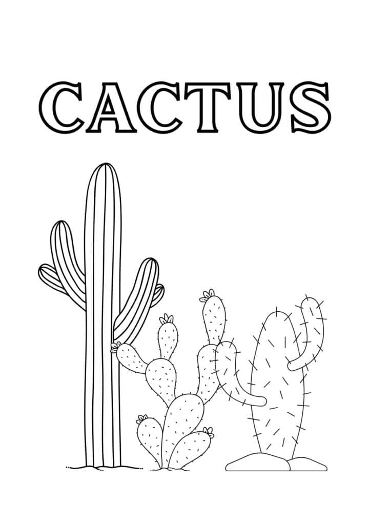 A poster of 3 cactus plants with the word cactus on top.