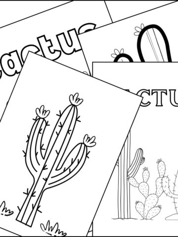 Four posters with cactus designs.